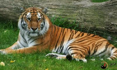 梦见老虎很温驯的卧在身边