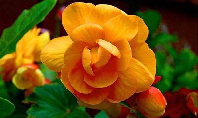 天秤座的幸运色:黄,粉红,棕色