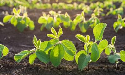 2019年大寒(1月20日)出生八字五行缺土女孩起名大全