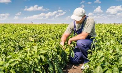 命中喜金的女孩名字应该怎么起?如何起个五行喜金的名字?