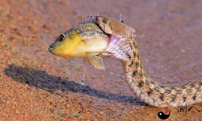 梦见鱼里有一条蛇