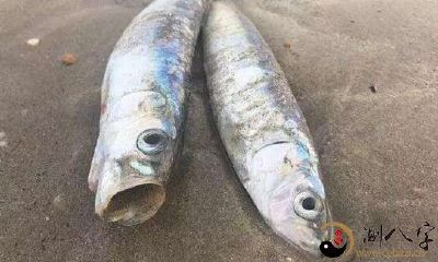 梦到两根大鱼死