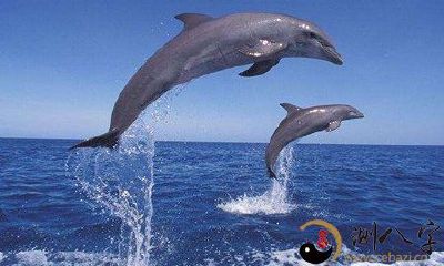 梦见钓鱼钓起鲸鱼