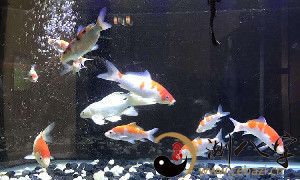 梦到养的生鱼片了许多鱼儿