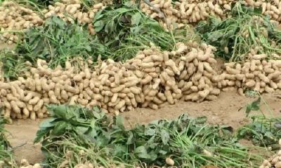 梦到一堆生花生米