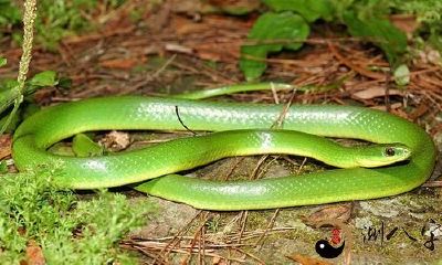 梦到床边有一条小青蛇