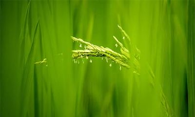 2019年农历腊月二十三出生的女孩五行缺木该怎么起名好?