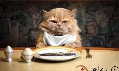 梦见黑鱼被猫吃完