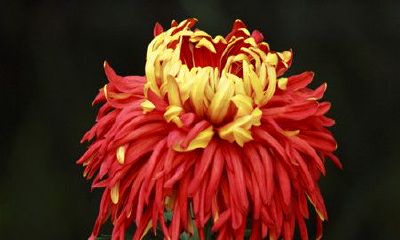 温暖甜蜜的宝宝名字