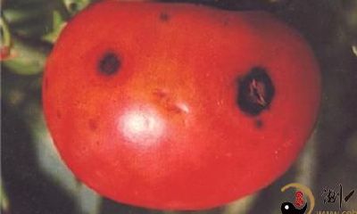 梦到烂了的番茄