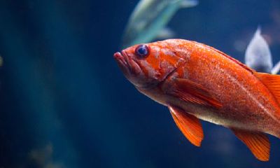 鱼缸裂了流水是吉兆吗