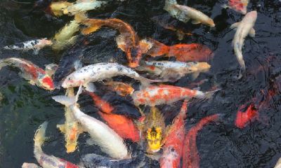 哪一种九鱼图最好吉利有聚财