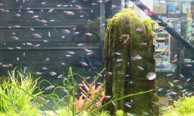 南阳台可以放鱼缸吗?