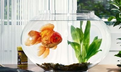 不要把鱼缸放在家里