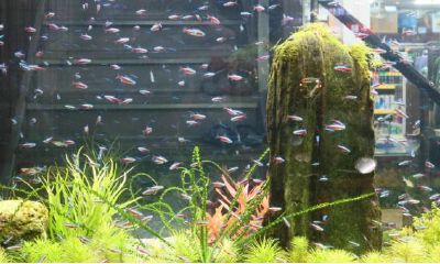 如何在家里化解空鱼缸?