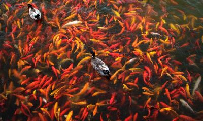 客厅养几条鱼最赚钱