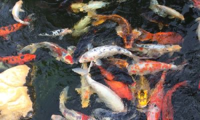 十条鱼意味着什么风水含意