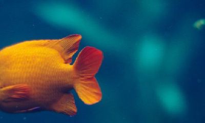 为什么鱼缸里要养一条黑鱼?