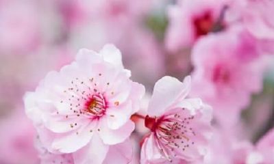 会危害桃花运的风水合理布局有什么