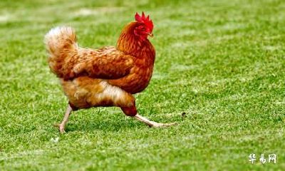 属鸡的2023年运气如何?整体运势好不好