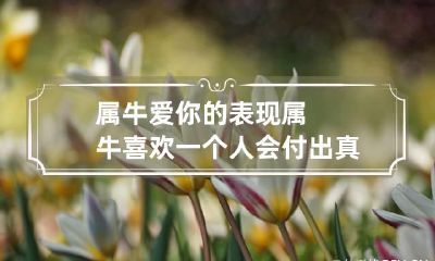 属牛爱你的表现 属牛喜欢一个人会付出真心吗?