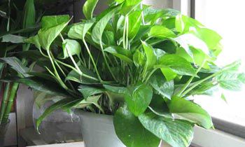 办公司风水植物摆放