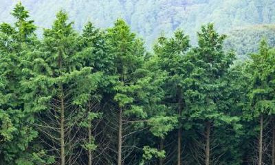 2019年1月24日出生宝宝如何取名好?孩子五行缺什么?