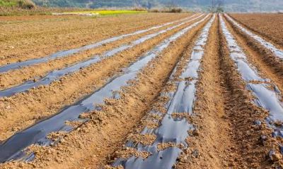 2020年农历三月初九出生五行缺火女孩名字推荐