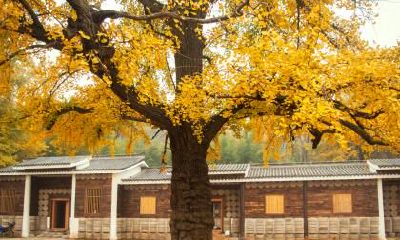 2020年12月21日冬至时辰吉凶,冬至节气的由来!