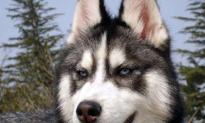 梦到救了一只狗