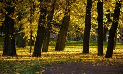 立秋是什么食物养生?立秋养生有何讲究?