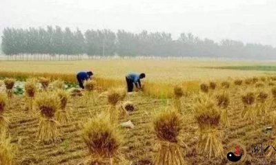 梦见在田地里割小麦