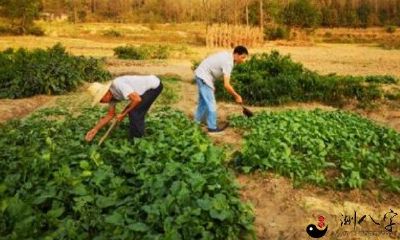 梦见抽水浇菜园
