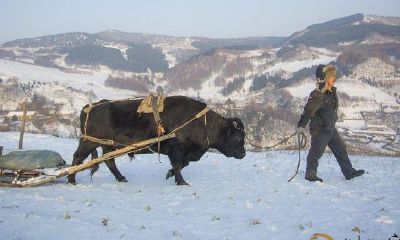 梦见赶牛和赶马