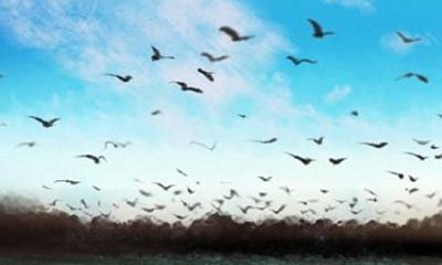 85年的牛2021年的运势怎么样 好不好