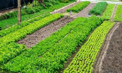 谷雨忌讳都有哪些?谷雨前后有什么禁忌