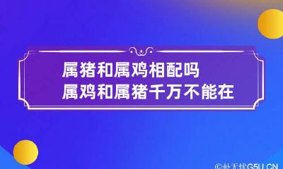 属猪和属鸡相配吗 属鸡和属猪千万不能在一起