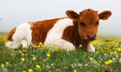 梦见牛顶死他人