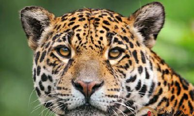 梦见豹子跟自己很亲密无间