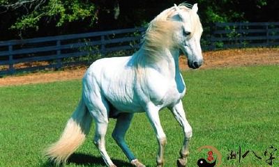 梦到捡到一匹马