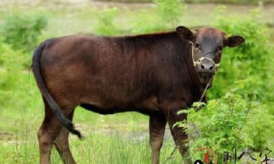 梦见牛在茅坑里