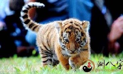 梦到怀里大狗熊