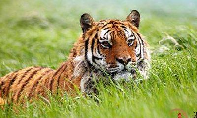 梦到差点儿被老虎狮子吃完