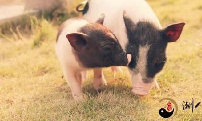 梦见被猪咬手出血