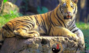 梦到自己被老虎狮子咬