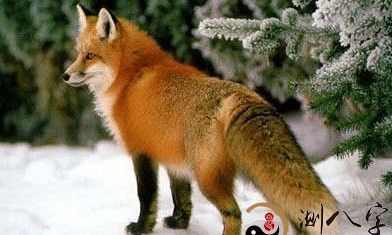 梦到给小狐狸喂养