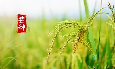 2020年芒种是吉日吗?这天开业开张好吗?