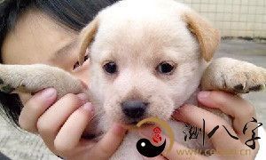 梦到一窝小狗崽