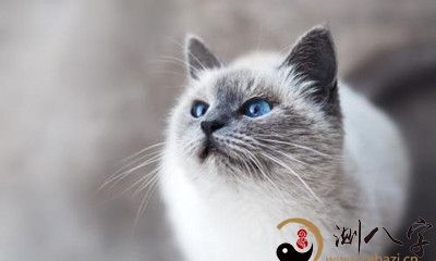 梦见被猫咬臀部了