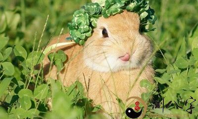 梦见拔草喂兔子